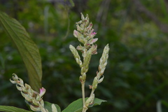 Flemingia semialata